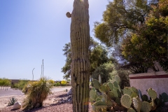 Holy Crested on Sabino Canyon Road