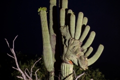 Sabino Canyon Crested with moon rise
