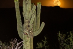 Sabino Canyon Crested with moon rise