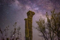 Crested Saguaro with milky way