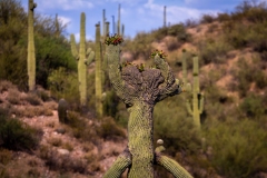 Crested Saguaro on the side of the highway
