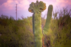 20201107-sunset-and-saguaros-hdr-007