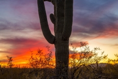 20220126-crested-sunset-743-HDR