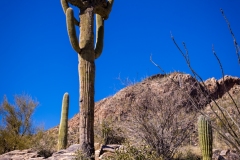 20220130-pima-canyon-trail-hike-035-HDR