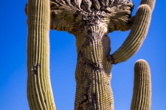 20220130-pima-canyon-trail-hike-053-HDR