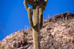 20220130-pima-canyon-trail-hike-065-HDR