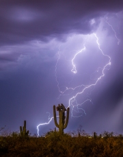 Crested Saguaro in the Monsoon