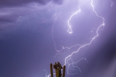 Crested Saguaro in the Monsoon