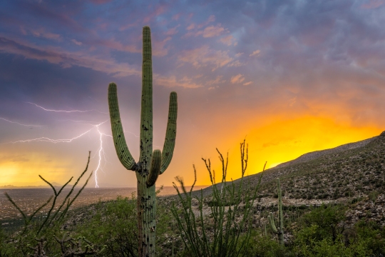 2023-08-01 TL R6 Babad Doag Cactus Left Sunset-004