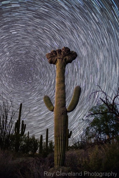 Crested Saguaro in Saguaro National park East with star trails