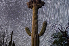 Crested Saguaro in Saguaro National park East with star trails