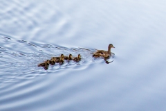 Family Swim