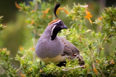 Quail