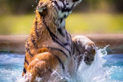 20180902-_MG_6623-Edit-Edit