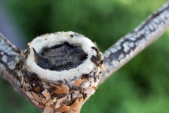 Hummingbird Chicks in the nest