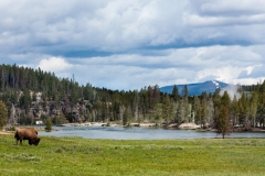 Lone Bison Grazing