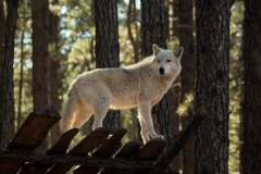 Bearizona Wolf