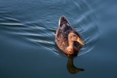 Swimming Duck