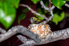 Hummingbird Nest