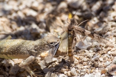 Lizard vs Grasshopper