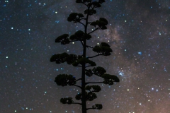 Century Plant and the milky way
