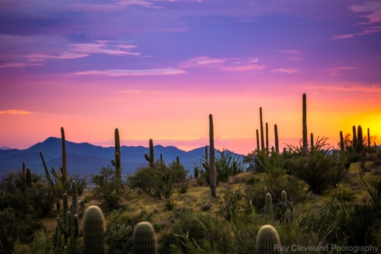 20210814-Desert-Museum-089-HDR