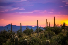 20210814-Desert-Museum-089-HDR