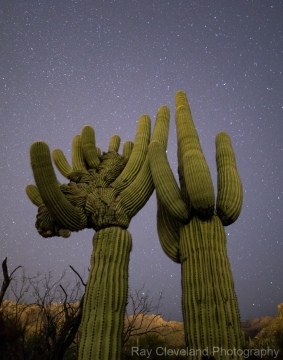 Sabino Canyon Crested With Stars