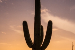 Saguaro over Tucson at night
