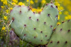 Desert Love